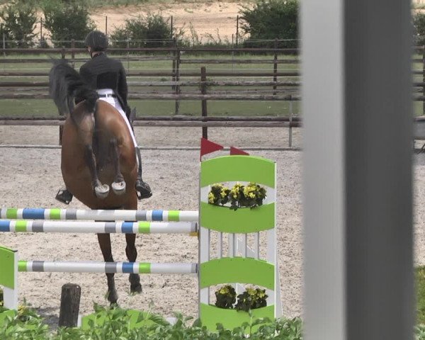 Reitturnier Worms-Pfeddersheim / Reitsportanlage Wittemer 2020