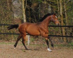 jumper Rk Vincent Santa Monica (Hanoverian, 2011, from Verdi)