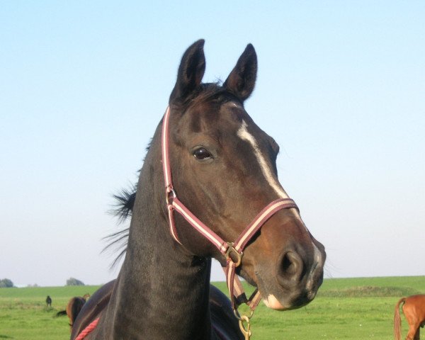 horse Godiasco 2 (Oldenburg, 1991, from Grandero)