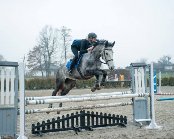 Pferd La Costa (Polnisches Warmblut,  , von Castilio)