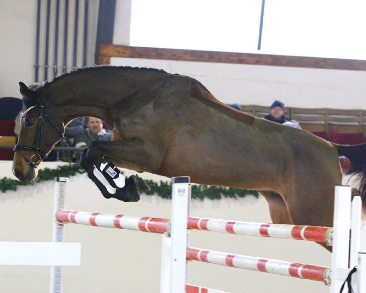 broodmare Nalina G (German Sport Horse, 2011, from Carrico)