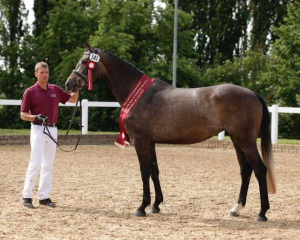 jumper Peaches GE (German Sport Horse, 2012, from Quick Amour GE)