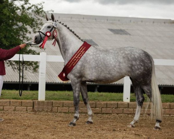 broodmare Perelisa (German Sport Horse, 2011, from Colestus)