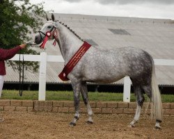 broodmare Perelisa (German Sport Horse, 2011, from Colestus)