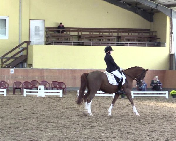 Reitturnier Frechen-Grefrath - Sonnenhof 2021