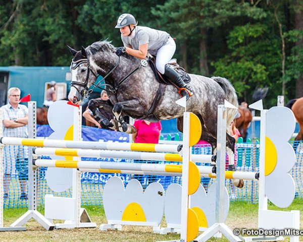 Springpferd Es Beunder (KWPN (Niederländisches Warmblut), 2009, von Singapore)