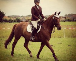 dressage horse Daiquiri Sunrise 2 (German Sport Horse, 2006, from Don Aparte)