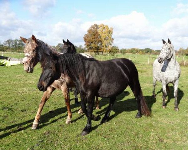 broodmare Trille aus der schützenden Hand (Knabstrupper, 2007, from Talisman aus der schuetzenden Hand)