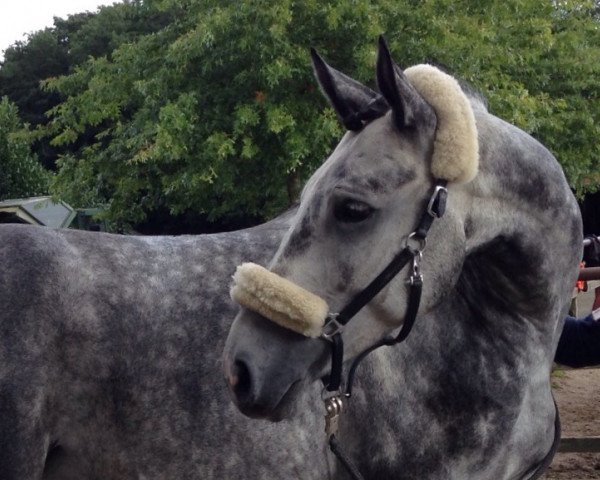 jumper Cleiner (Westphalian, 2010, from Corlensky G)