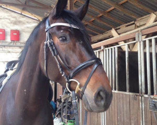 dressage horse Skylander (Westphalian, 2008, from Samba Hit III)