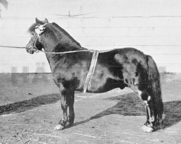 stallion Oman (Shetland Pony, 1885, from Prince of Thule) stallion Oman (Shetland Pony, 1885, from Prince of Thule)