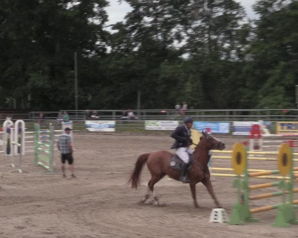 Reitturnier Lgl.-Oberhain, B95 2020