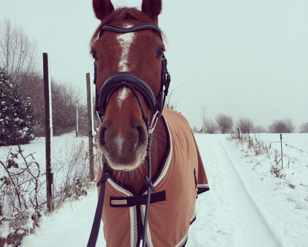 dressage horse Rubinion (German Warmblood, 2006, from Rubin Rouge)