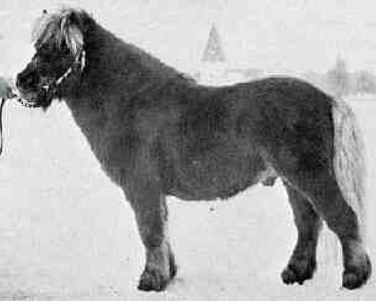 stallion Firth Bracken (Shetland Pony, 1970, from Fireless of Marshwood)