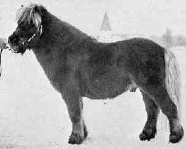 stallion Firth Bracken (Shetland Pony, 1970, from Fireless of Marshwood)