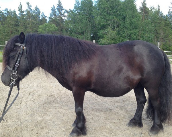 broodmare Zsa Zsa (Shetland Pony, 2002, from Kärlingehults Orkan) broodmare Zsa Zsa (Shetland Pony, 2002, from Kärlingehults Orkan)