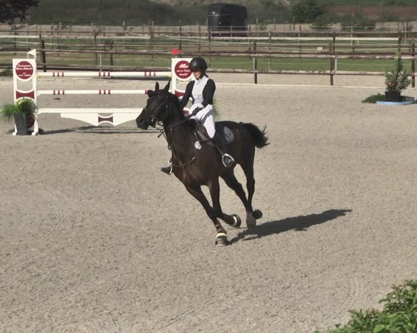 Reitturnier Worms-Pfeddersheim / Reitsportanlage Wittemer 2020