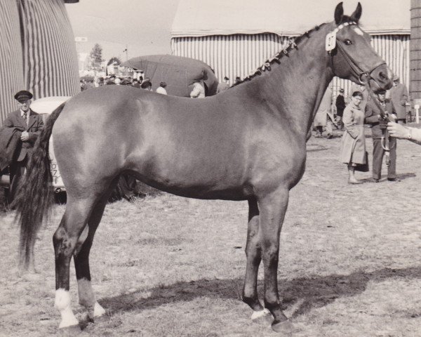 broodmare Troika (Holsteiner, 1959, from Fax I)