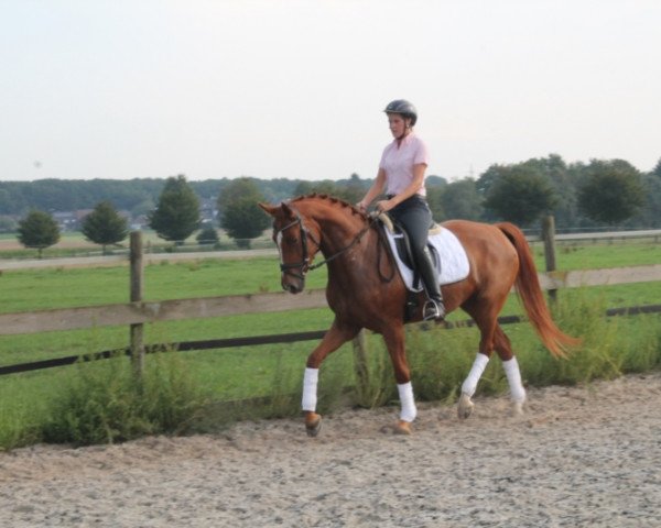 dressage horse Bellissima HM (Rhinelander, 2010, from Basic)