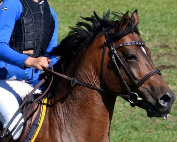 jumper Noblesse Oblige (French Pony, 2001, from Kooihuster Teake) jumper Noblesse Oblige (French Pony, 2001, from Kooihuster Teake)