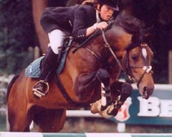 stallion Kooihuster Teake (Nederlands Welsh Ridepony, 1988, from Vita Nova's Hanassie)