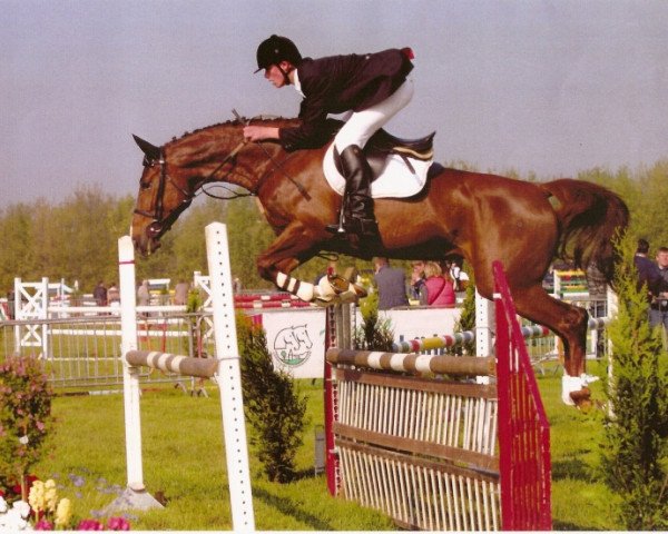 Zuchtstute Ulrieke van de Mispelaere (Belgisches Warmblut, 1997, von Skippy II)