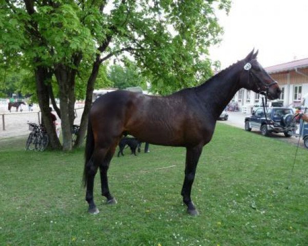 horse Solferino G (Bavarian, 2005, from Seigneur d'Alleray xx)