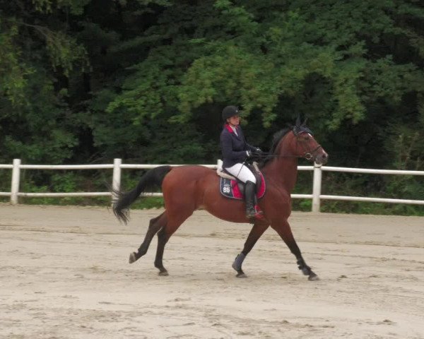 Reitturnier Losheim 2020