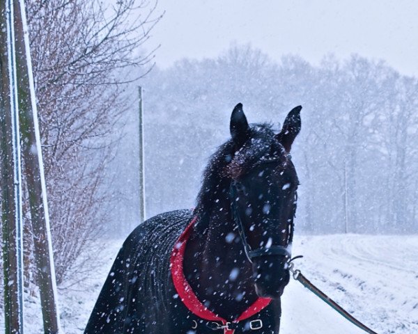 Springpferd Ruby tuesday (Hannoveraner, 2007, von Rousseau)