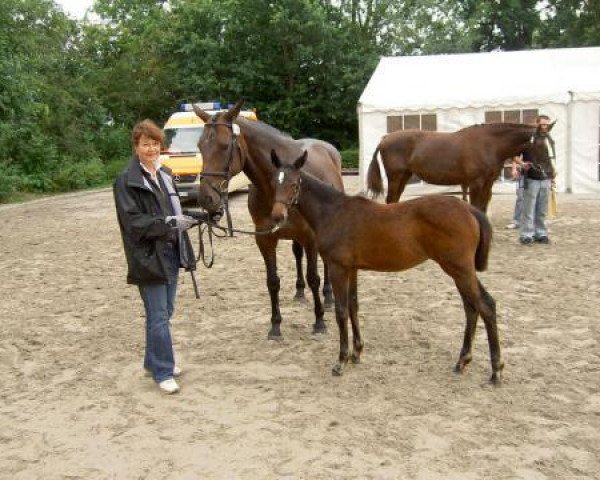 jumper Allegra G (Bavarian, 2008, from Stedinger)