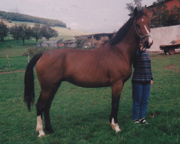 broodmare Alberta (Holsteiner, 1986, from Aloube Z)
