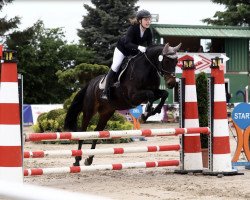 broodmare Lasina 12 (Holsteiner, 2006, from Lasino)