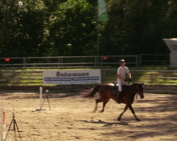 Reitturnier Lgl.-Oberhain, B95 2020