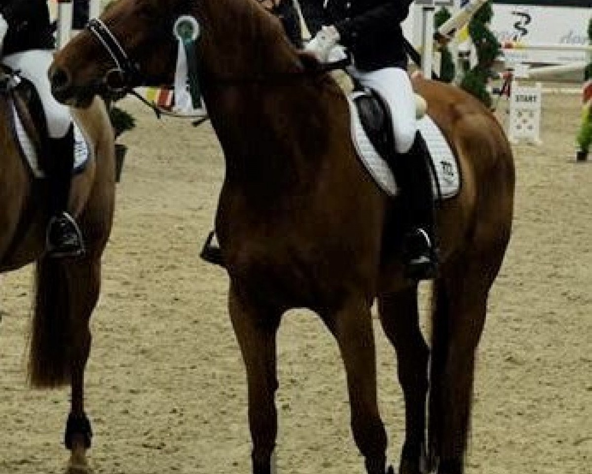 jumper Lea - Lotta (Hanoverian, 2007, from Locksley II)