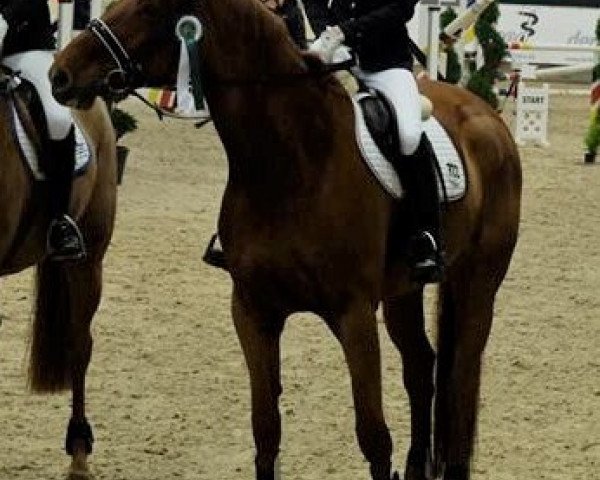 jumper Lea - Lotta (Hanoverian, 2007, from Locksley II) jumper Lea - Lotta (Hanoverian, 2007, from Locksley II)