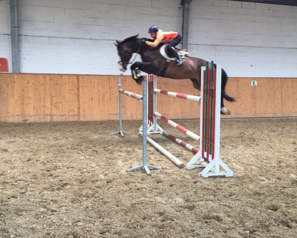 Springpferd Cordial S (Württemberger, 2006, von Champ of Class)
