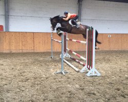 jumper Cordial S (Württemberger, 2006, from Champ of Class)