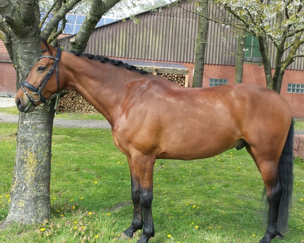Dressurpferd El Mondo (Westfale, 2007, von Ehrendorf)