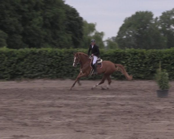 Reitturnier Lentzke - Reitanlage Krehl 2020