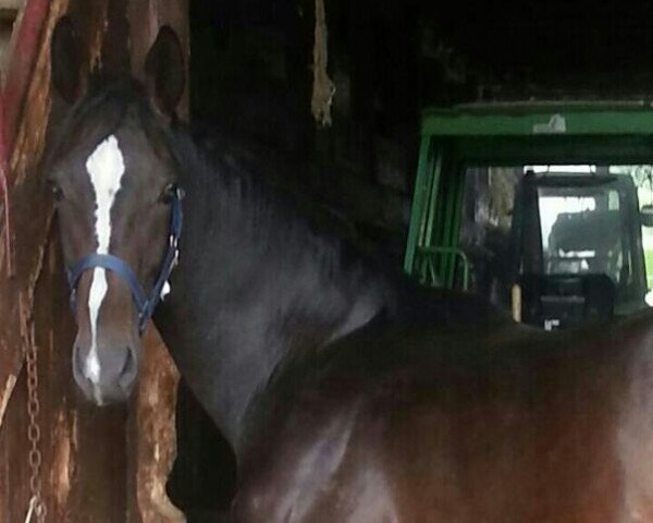 dressage horse Diamond Simba (Württemberger, 2014, from Don Diamond)