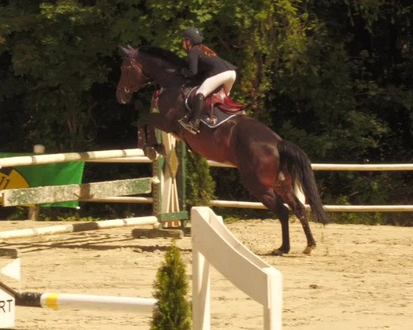Reitturnier Losheim 2020