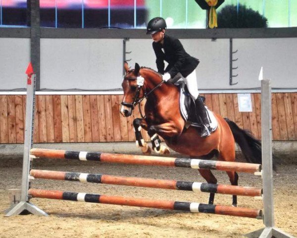 Springpferd Alana H (Deutsches Reitpony, 2005, von Amarillys Sensation D) Springpferd Alana H (Deutsches Reitpony, 2005, von Amarillys Sensation D)