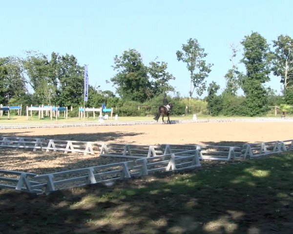 Reitturnier Reilingen 2021