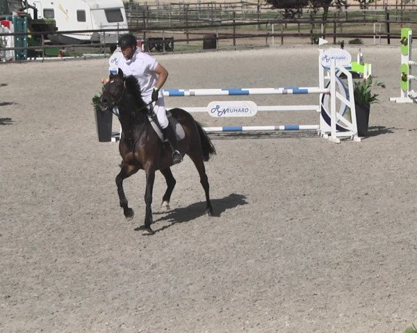 Reitturnier Worms-Pfeddersheim / Reitsportanlage Wittemer 2020