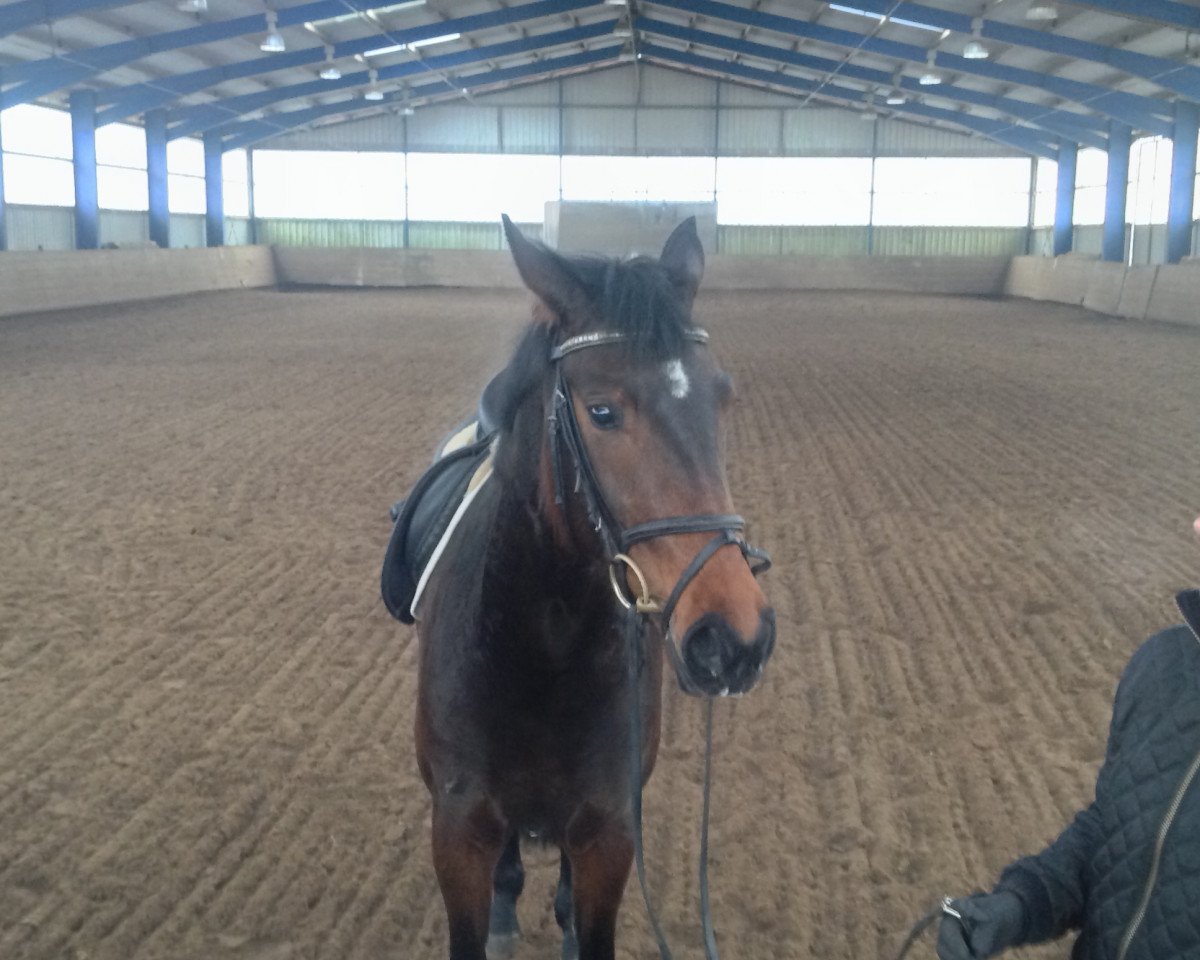 dressage horse Fürstin Pompadour SL (Hanoverian, 2011, from Fidertanz)
