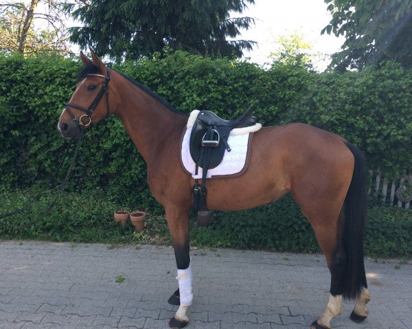 Pferd Bell SL (Hannoveraner, 2012, von Belissimo NRW)