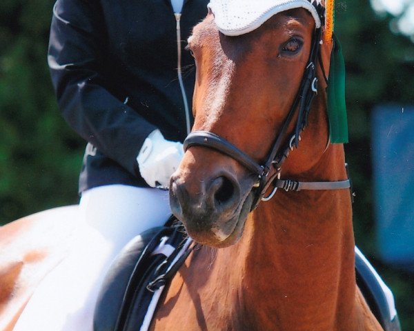 Dressurpferd Velvet 107 (Zweibrücker, 2003, von Albführen's Vivaldi van de Kampel)