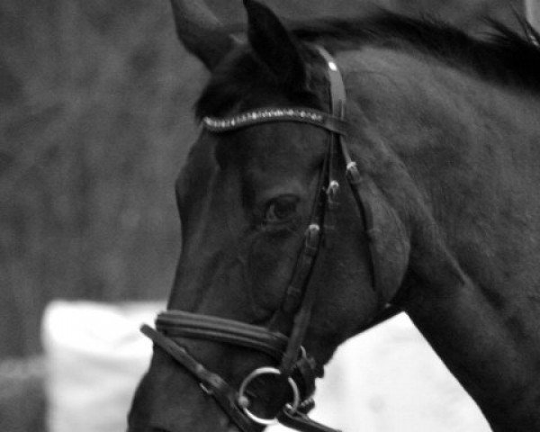 dressage horse Donna-Lee (Oldenburg, 1994, from Don Gregory) dressage horse Donna-Lee (Oldenburg, 1994, from Don Gregory)