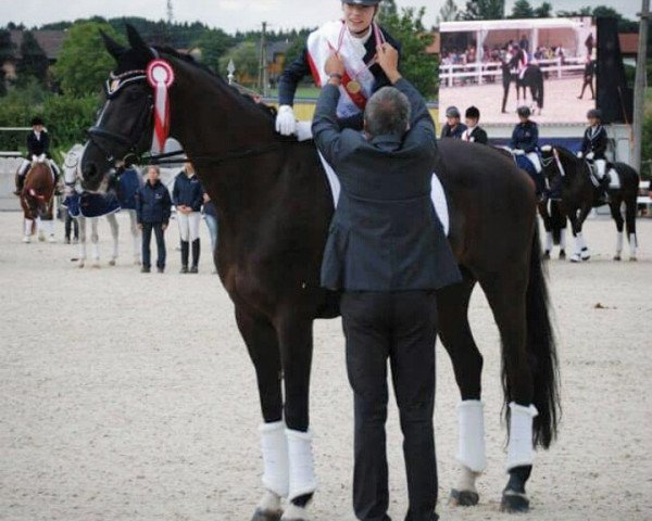 Pferd Donovan B (Hannoveraner, 2002, von Dressage Royal)