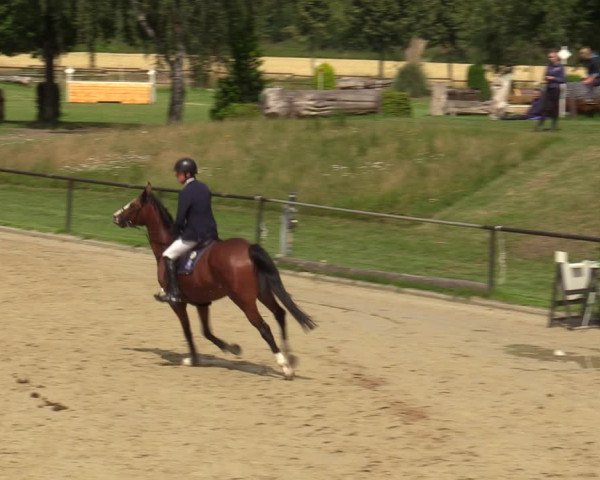 Reitturnier Hamm-Rhynern 2020